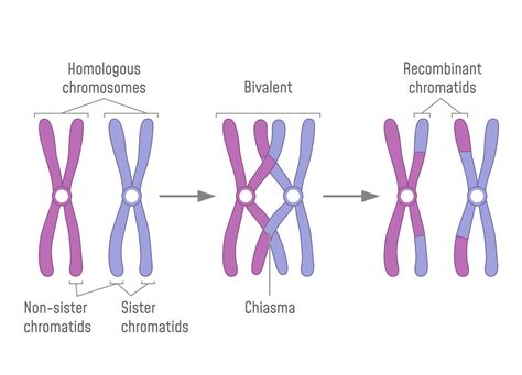 synapsis is the pairing of two homologous chromosomes that occurs during meiosis. . Synapsis occurs during